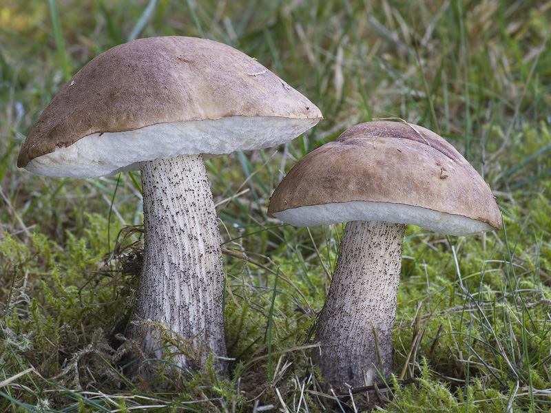 Leccinum scabrum